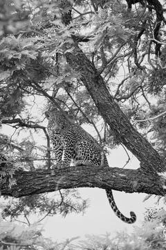 Leopard, Panthera pardus, Black and white view of a young leopard perched o.. Stock Photos