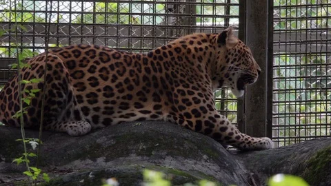 Leopard (Panthera pardus) Captured in Zoo Cage. Animal Violence. Endangered and Stock Footage 114231254