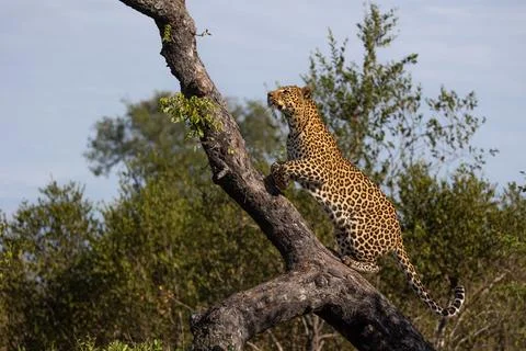 Leopard, Panthera pardus, climbing a fallen marula tree. Stock Photos