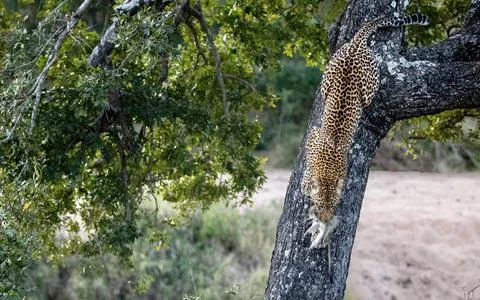 A leopard, Panthera pardus, climbs down a tree with a dead vervet monkey, C.. Foto stock