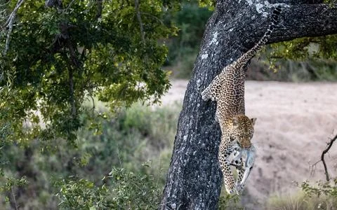 A leopard, Panthera pardus, climbs down a tree with a dead vervet monkey, C.. Foto stock