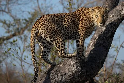 A leopard, Panthera pardus, climbs a tree and looks behind, direct gaze. Foto stock