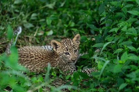 Leopard, Panthera pardus, close-up of a cub. Stock Photos