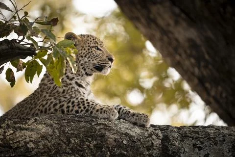 Leopard, Panthera pardus, close-up of a leopard cub. Stock Photos