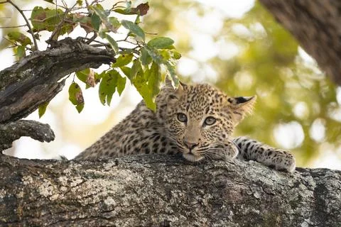 Leopard, Panthera pardus, close-up of a leopard cub. Stock Photos