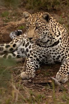 Leopard, Panthera pardus, close up of a leopard reclining. Stock Photos