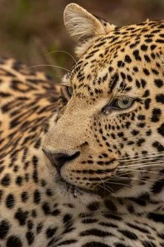 Leopard, Panthera pardus, close up of a leopard reclining. 스톡 사진