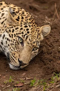 Leopard, Panthera pardus, close up of a leopard reclining. Stock Photos