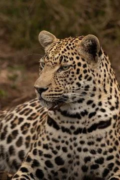 Leopard, Panthera pardus, close up of a leopard reclining. 스톡 사진