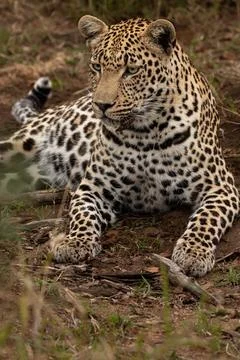 Leopard, Panthera pardus, close up of a leopard reclining. Stock Photos