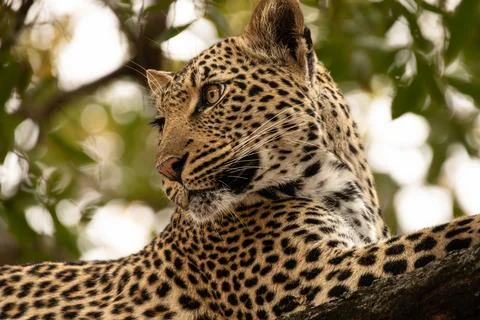 Leopard, Panthera pardus, close-up portrait. 스톡 사진