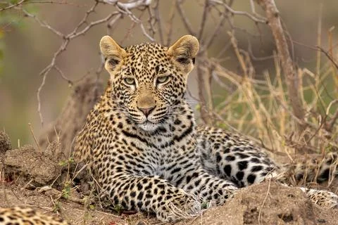 A leopard, Panthera pardus, close-up portrait. Stock Photos