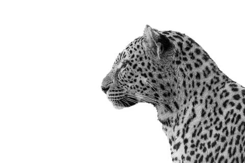 Leopard, Panthera pardus, close-up side view, in black and white. Stock Photos