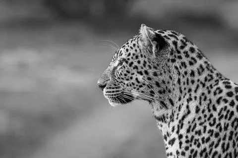 Leopard, Panthera pardus, close-up side view, in black and white. Stock Photos