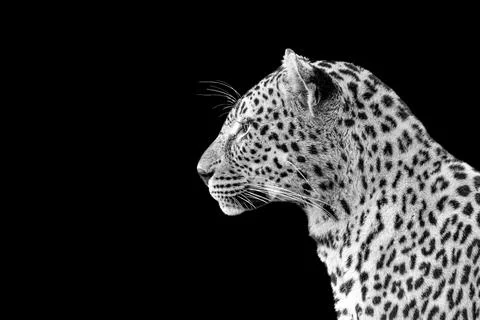 Leopard, Panthera pardus, close-up side view, in black and white. Stock Photos
