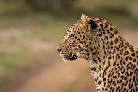 Leopard, Panthera pardus, close-up side view. Stock Photos