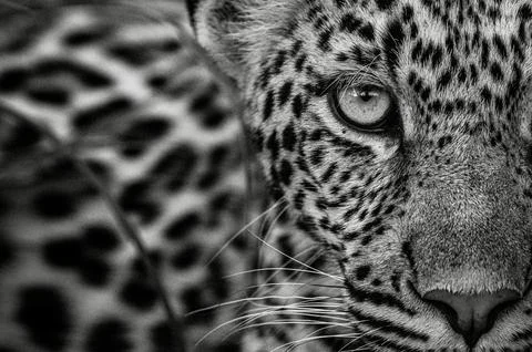 Leopard, Panthera pardus, close-up of young female in black and white. Stock Photos