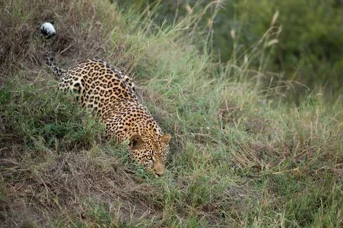 A leopard, Panthera pardus, crawling down a grassy hill. Stock Photos
