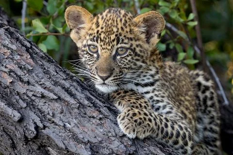 Leopard, Panthera pardus, cub, close-up of face. Stock Photos