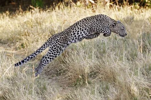 Leopard, panthera pardus, Cub leaping, Moremi Reserve, Okavango Delta in Bo.. Foto stock