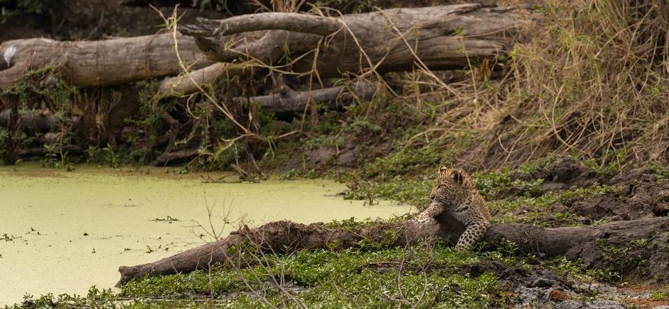 Leopard, Panthera pardus, Cub. Lying on a muddy log near the edge of an alg.. Stock Photos