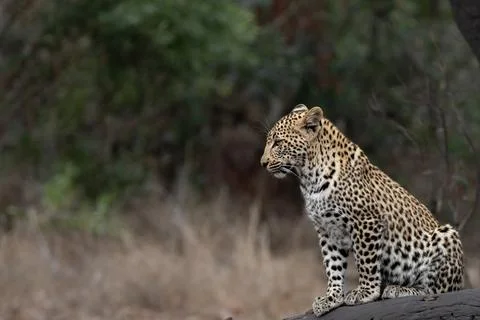 Leopard, Panthera pardus, Cub. Sitting on a thick, fallen log, looking away.. Stock Photos