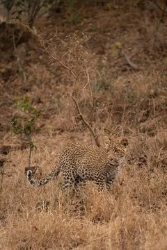Leopard, Panthera pardus, Cub. Standing in dry, brown grass in a semi-arid .. Stock Photos