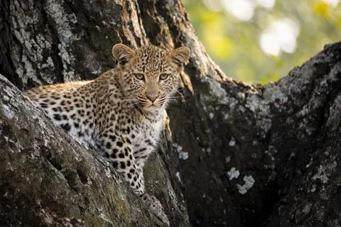 Leopard, Panthera pardus, cub in a tree. Stock Photos