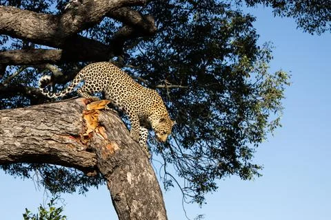 A leopard, Panthera pardus, descending from a tree. Foto stock