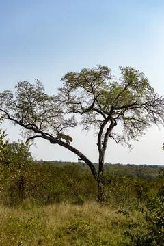 A leopard, Panthera pardus, descends from a tree Foto stock