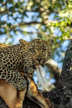 A leopard, Panthera pardus, eating the tail of an impala carcass. Stockfoto's
