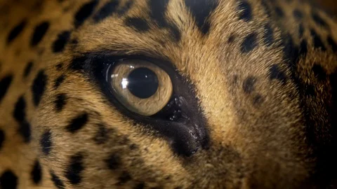 Leopard (Panthera pardus) eye detail Stock-Footage 101403552
