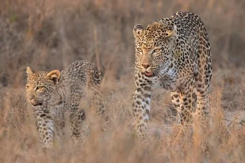 Leopard, Panthera pardus, a female leopard and her cub walking together in .. 스톡 사진