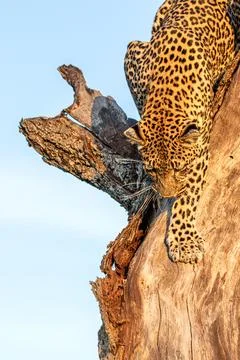 Leopard, Panthera pardus, female leopard climbing down a tree. Stock Photos
