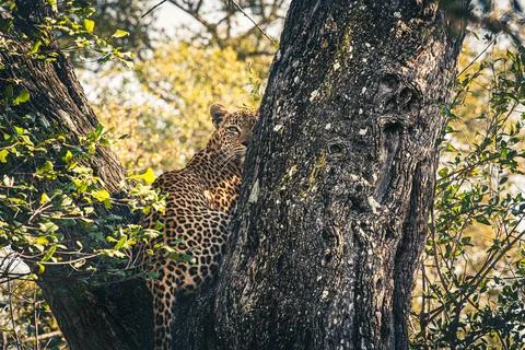 Leopard, Panthera pardus, female leopard sitting in a tree. 스톡 사진