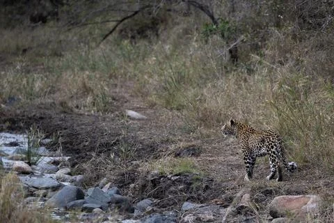 Leopard, Panthera pardus, female leopard standing beside a drainage trench. Stock Photos