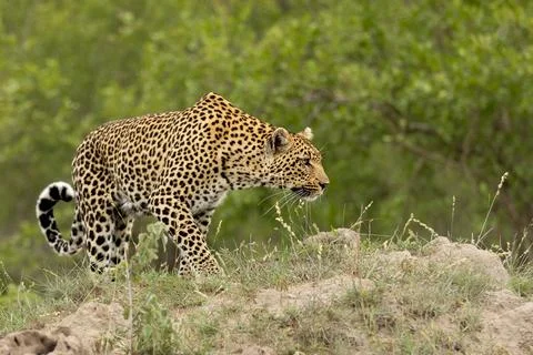Leopard, Panthera pardus, Female leopard in a low crouch, stalking through .. Foto stock