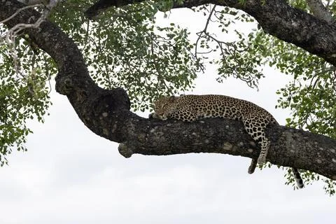Leopard, Panthera pardus, Female leopard lying flat along a thick horizonta.. 스톡 사진