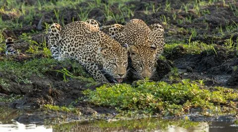Leopard, Panthera pardus, Female leopard and her cub drinking side-by-side .. Stock Photos