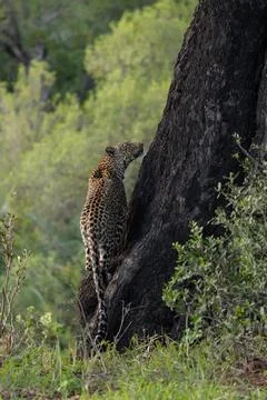 Leopard, Panthera pardus, Female leopard standing at the base of a large da.. Stock Photos