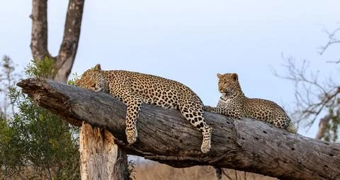 Leopard, Panthera pardus, Female leopard sleeping on a thick fallen log whi.. Stock Photos