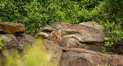 Leopard, Panthera pardus, Female leopard grooming her young cub while resti.. Stock Photos