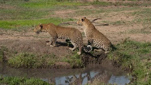 Leopard, Panthera pardus, Female leopard and a sub-adult cub standing toget.. Stock Photos