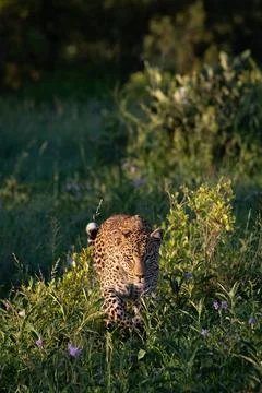 Leopard, Panthera pardus, Female. Walking through long grass and purple wil.. Stock Photos
