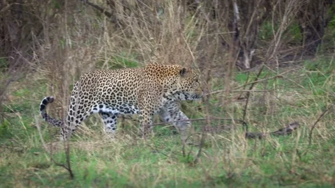 Leopard - Panthera pardus, footage of big spotted yellow cat in Africa, genus Pa Stock Footage 163028690