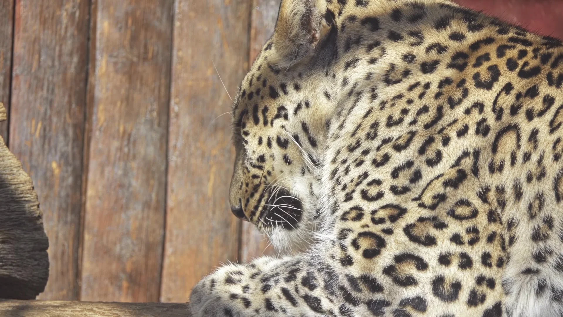 leopard (Panthera pardus) in genus Panth... | Stock Video | Pond5