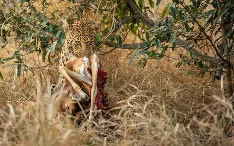 Leopard, Panthera pardus, holding an impala kill in jaws. Stock Photos