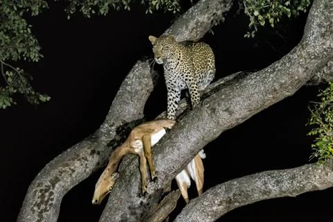 Leopard, Panthera pardus, with its prey, in a tree Stock Photos