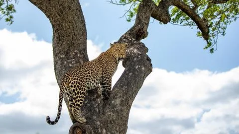 A leopard, Panthera pardus, jumping between branches. Stock Photos