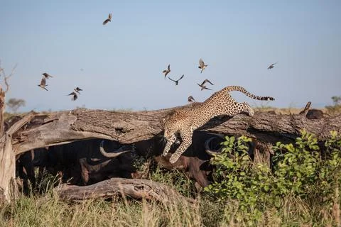 A leopard, Panthera pardus, jumps of a  log while surrounded by buffalo, Sync Stock Photos